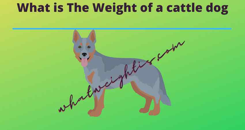 What is The Weight of a cattle dog