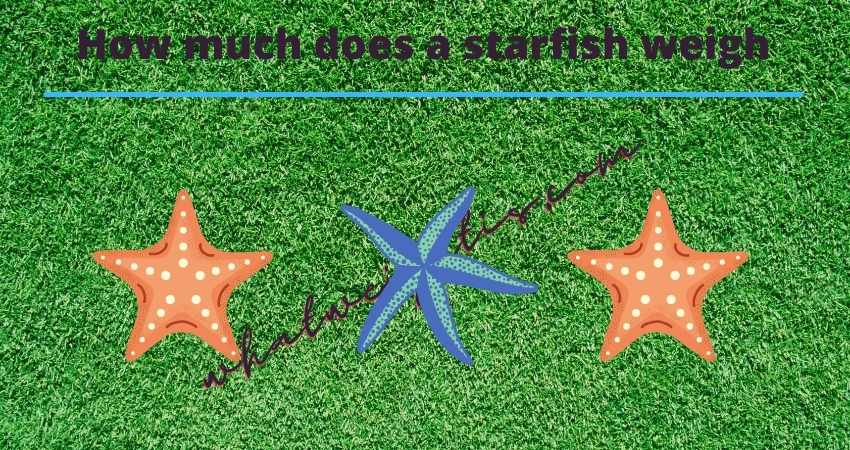 How much does a starfish weigh