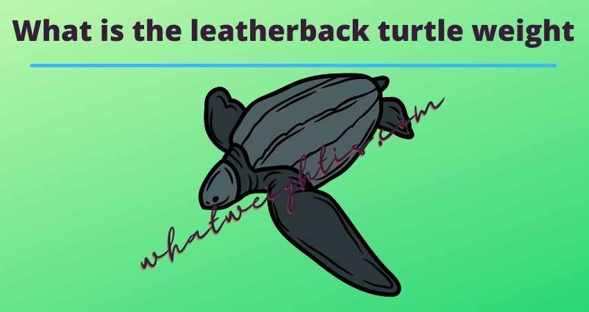 What is the leatherback turtle weight