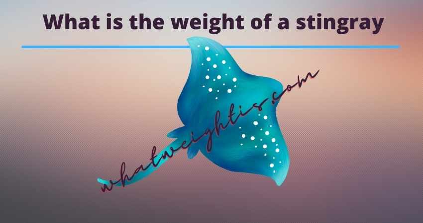 What is the weight of a stingray