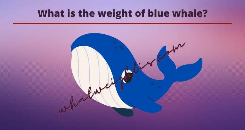 What is the weight of blue whale