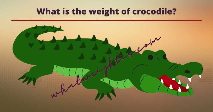 What is the weight of crocodile