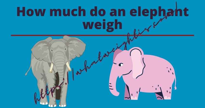 How much do an elephant weigh