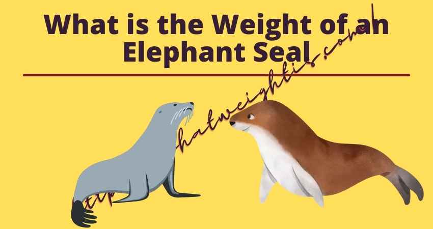 Weight of an Elephant Seal