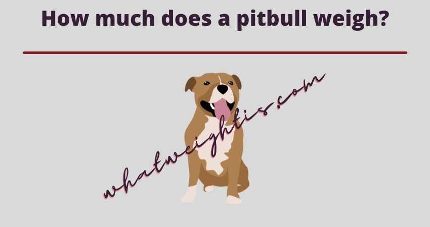 How much does a pitbull weigh