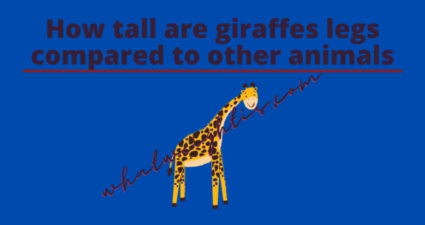 How tall are giraffes legs compared to other animals?