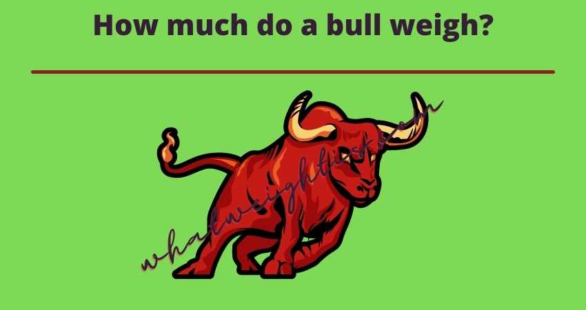 how much do a bull weigh
