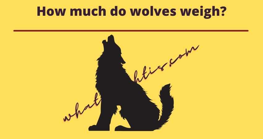 how much do wolves weigh